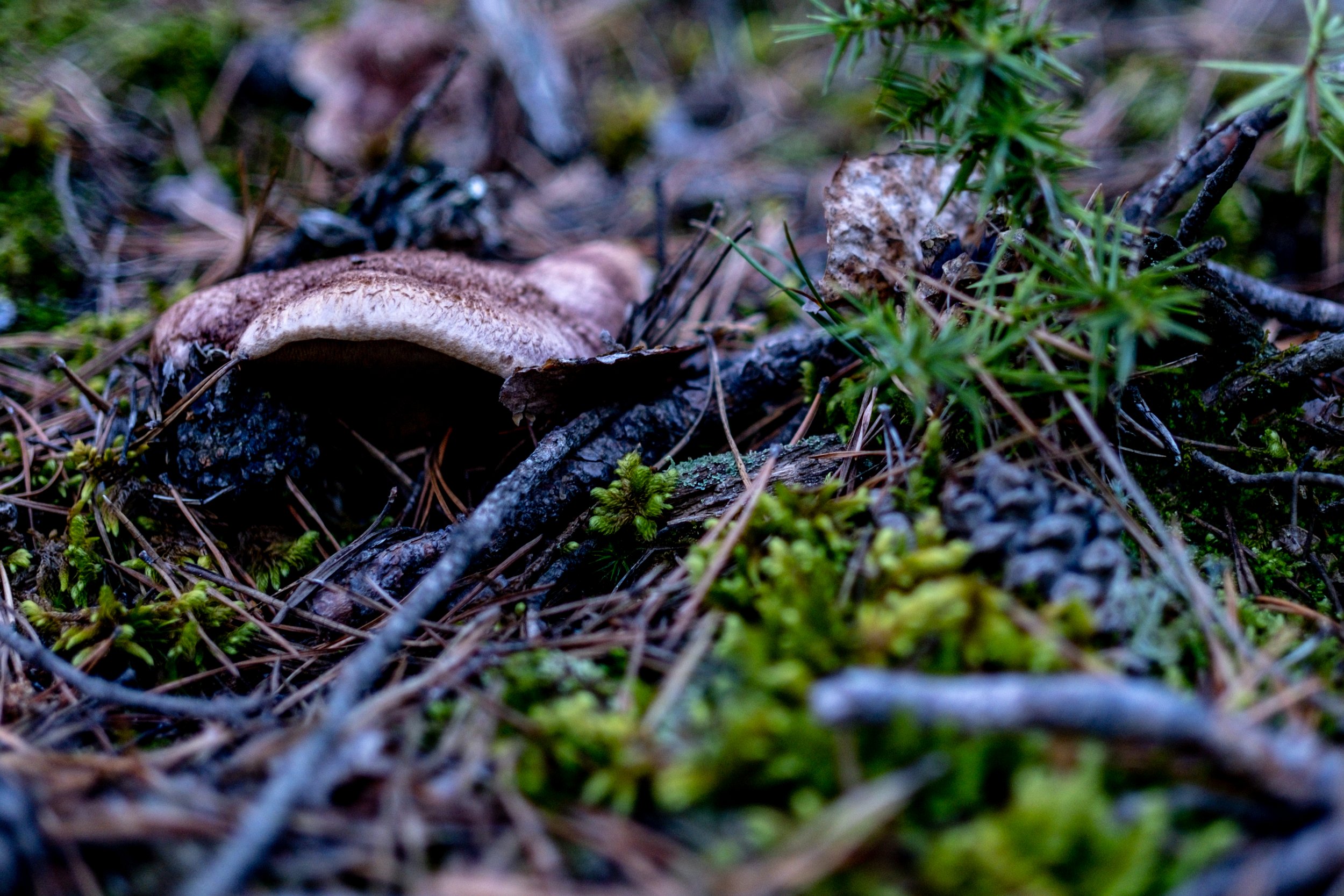Bolets de la Vall de Ribes