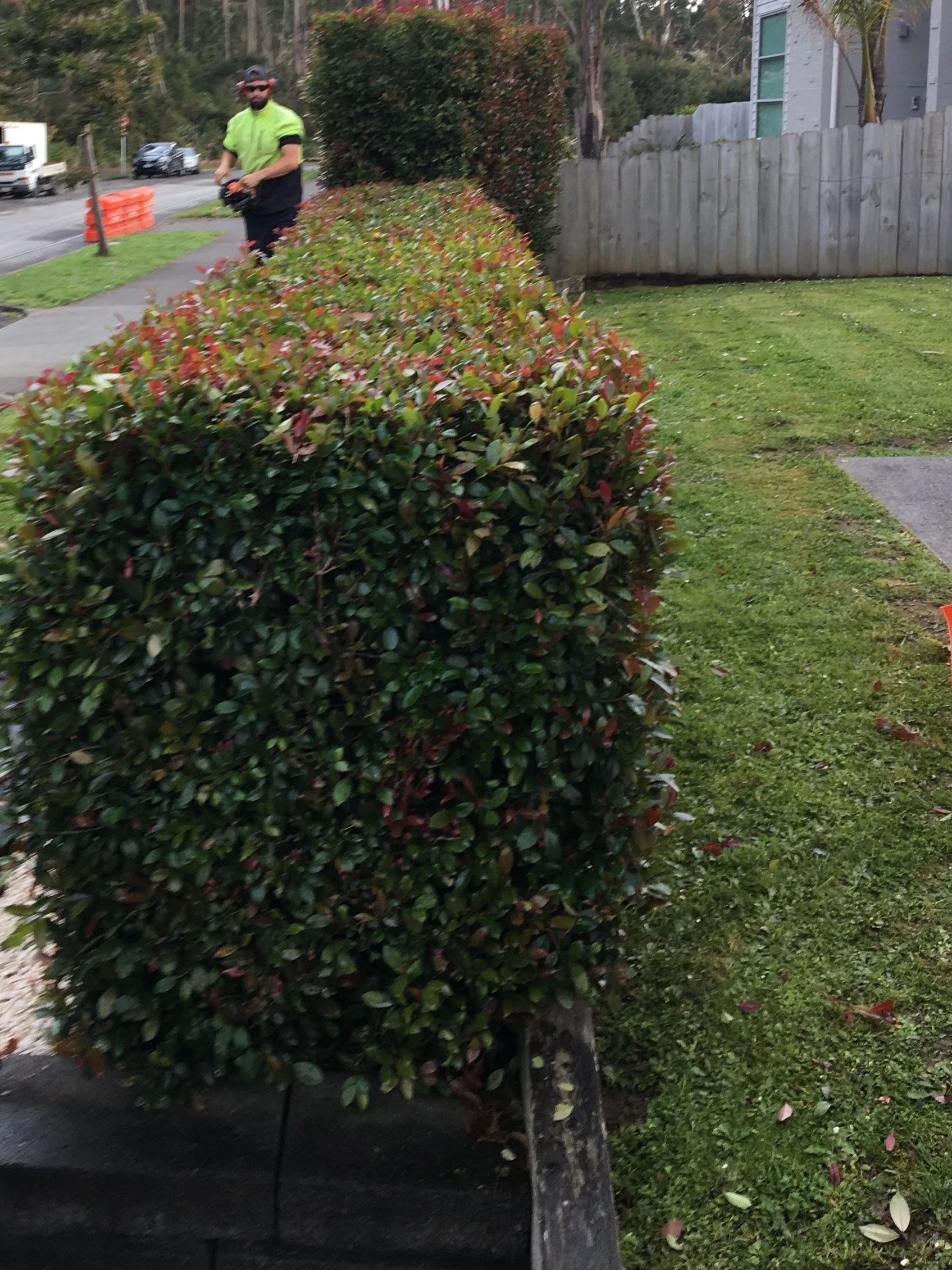 Hedge Pruning, Tree Trimming