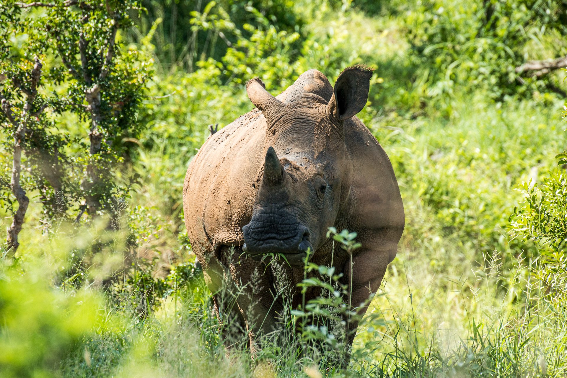 ECO DEFENSE GROUP AWARDED STRATEGIC GRANT FROM SCI’S HUNTER LEGACY FUND