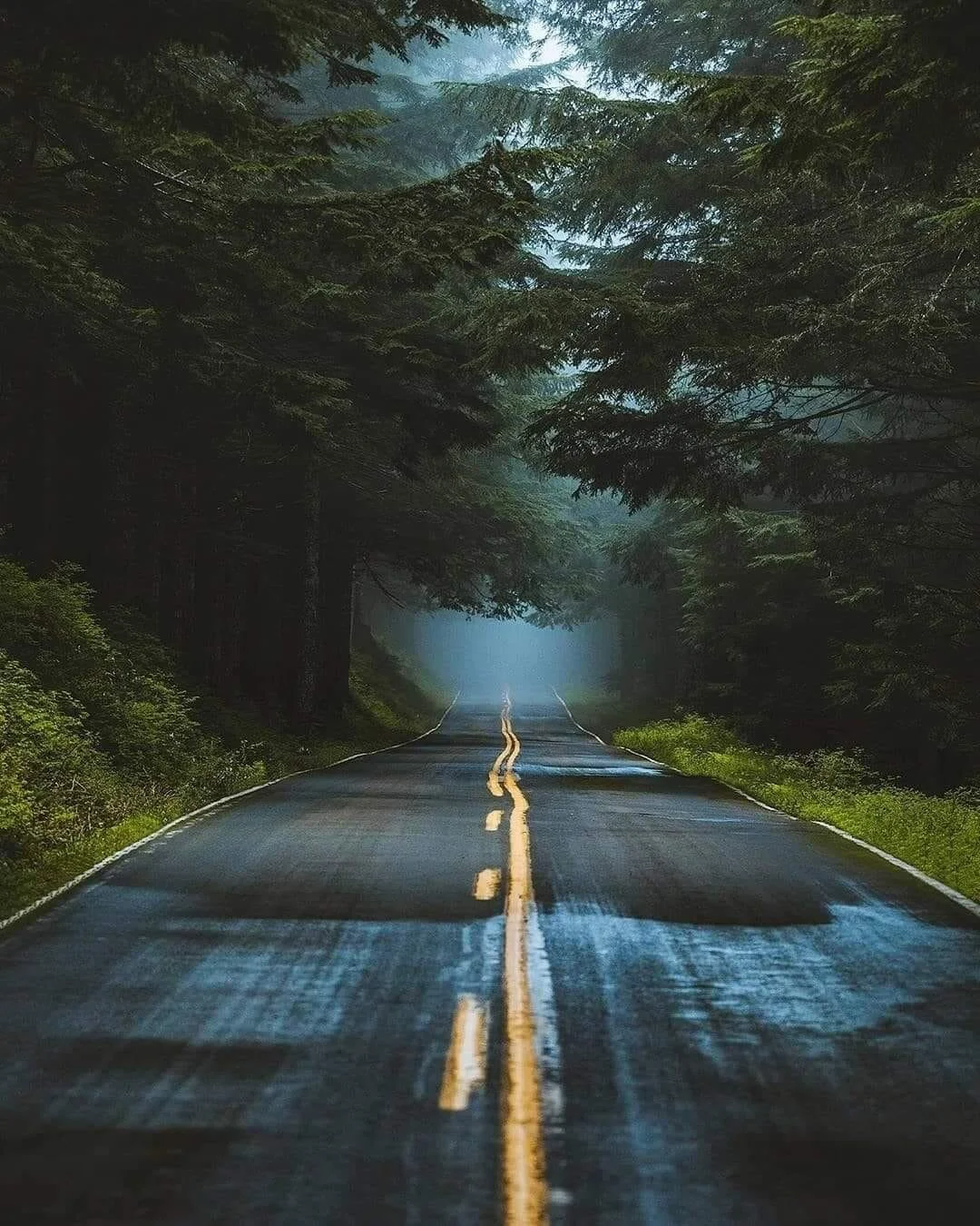 road in trees.jpg