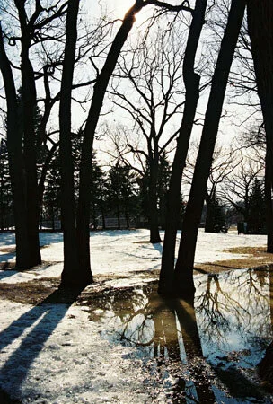 waterytrees.jpg