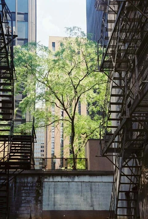 Urban Tree.jpg