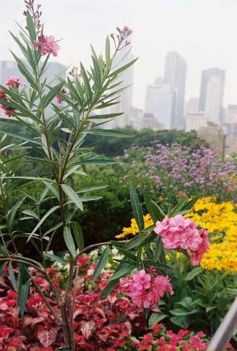 Flowers in the foreground.jpg