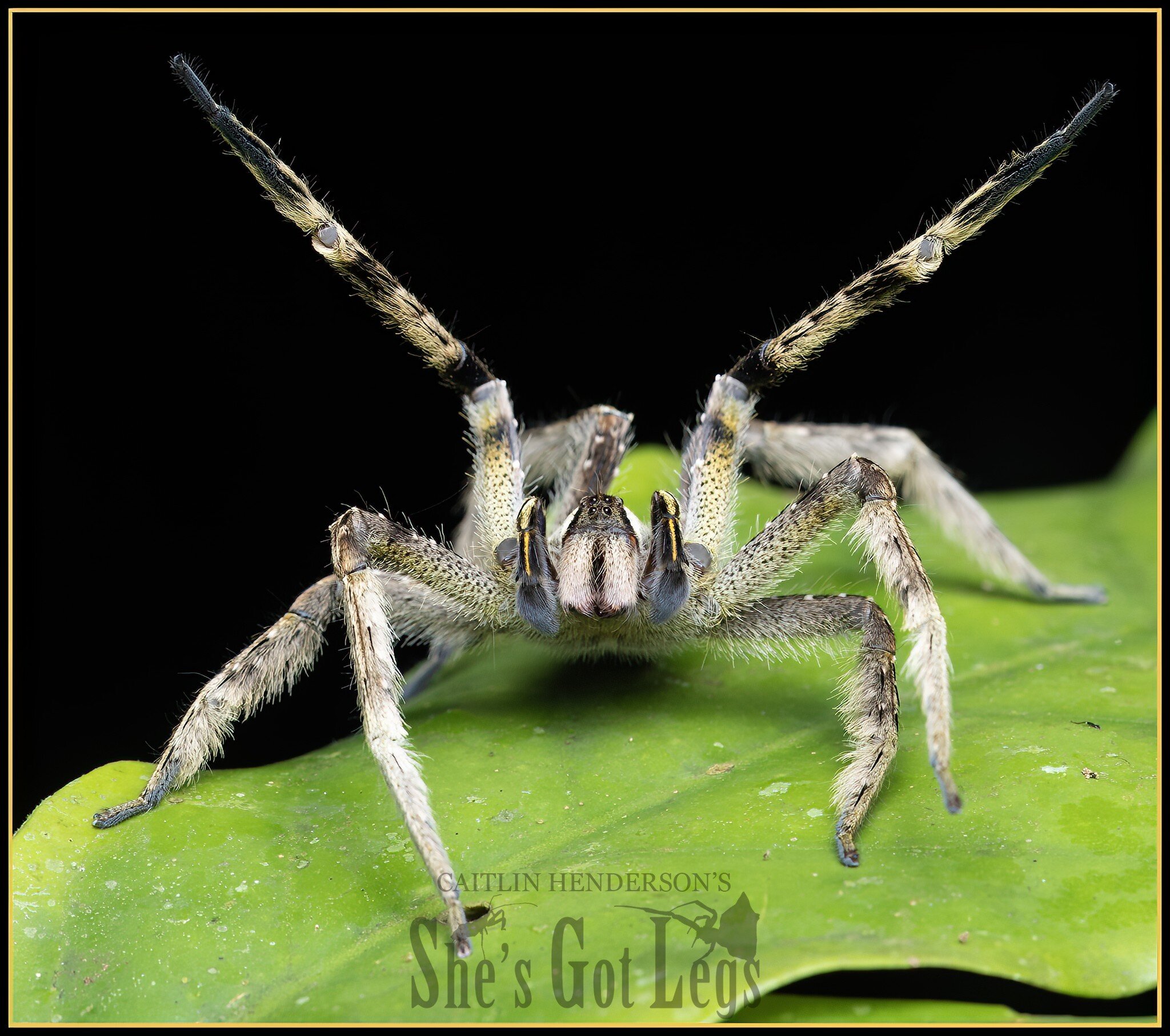 🤗 Wandering spider wants a hug. Do you accept?

I remember first reading about the &ldquo;Brazilian Wandering Spider&rdquo; in the Bugs magazines that my Dad bought to indoctrinate me in the 1990s. It was, I was informed, the most deadly spider in t
