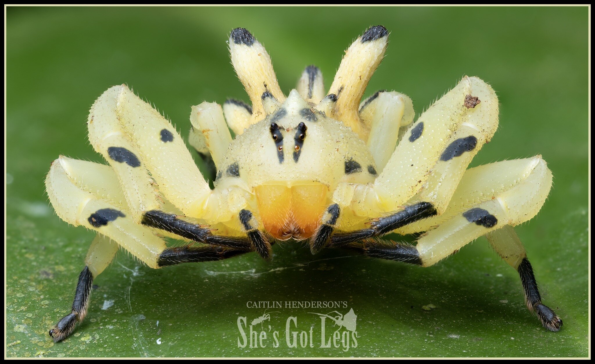 Oh! What a beautiful flower! 🌸 Go on, take a closer look &hellip; I dare you &hellip;

The Seven-spined Crab Spider is without a doubt the most jaw-dropping crab spider I&rsquo;ve seen to date. It gets even better when you realise that they don&rsqu