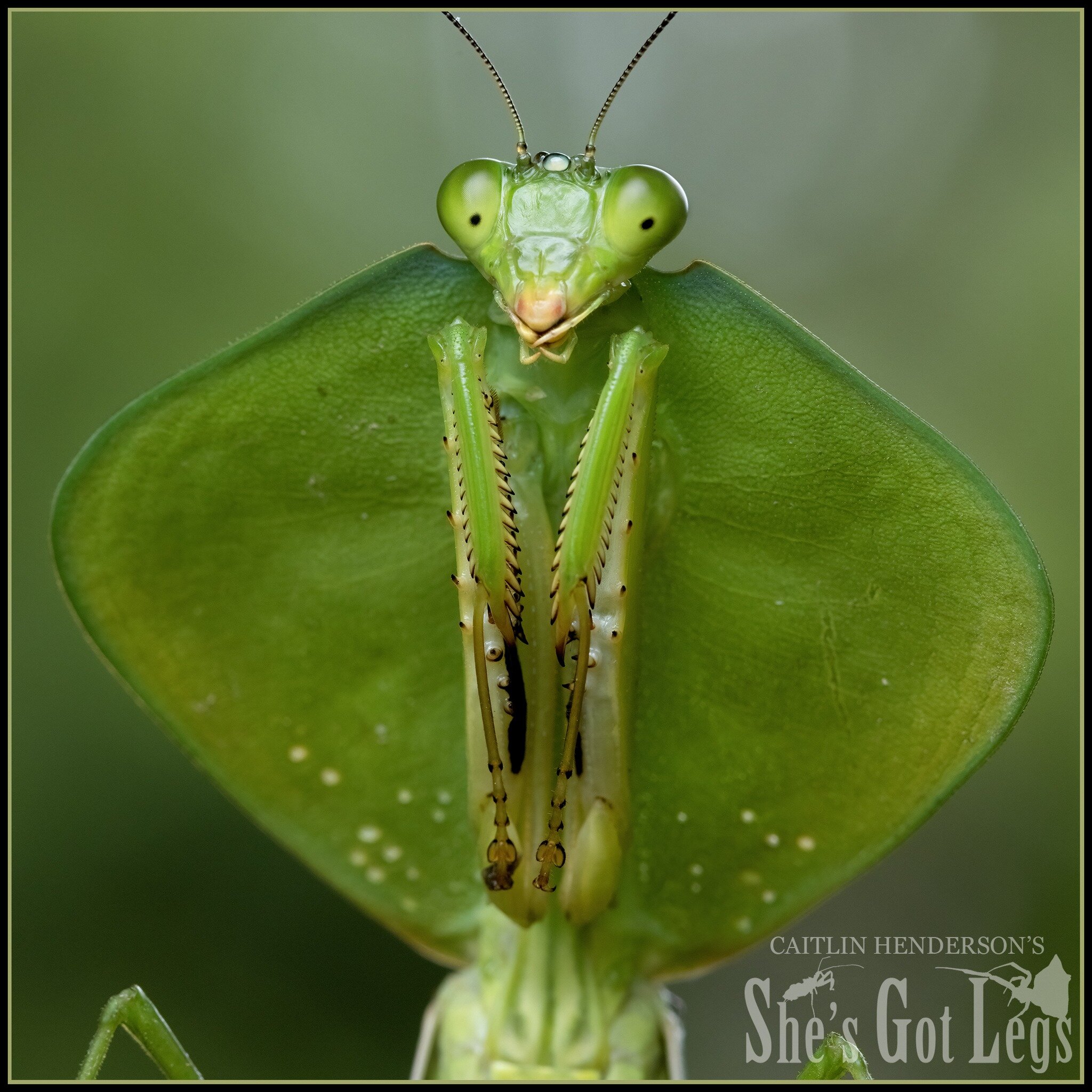 Don&rsquo;t tell him I said this but what a cutie 🥺

This is the very ferocious super predator, the Peruvian Shield Mantis. He belongs to a group of mantises with a bizarre looking thorax which look like someone gave them a good going-over with a ro