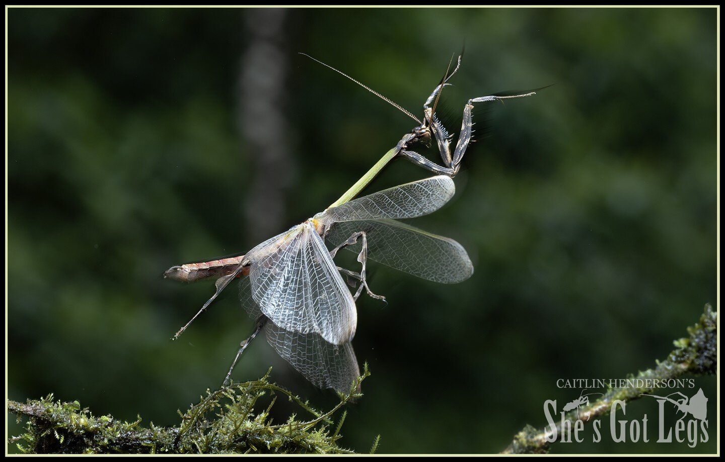 Three &hellip; two &hellip; one &hellip; LIFTOFF 🚀 

This is a praying mantis in flight! 

Mantises, if you see them at all, are usually spotted hanging out in the bushes kind of eyeing us off like they&rsquo;re wondering if they can fit us in their
