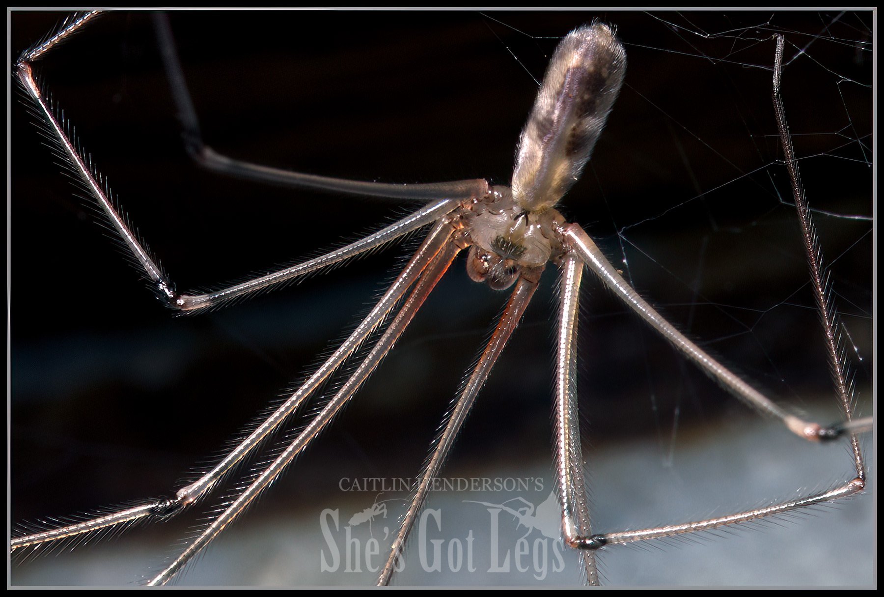 Myth: A daddy-longlegs is a kind of spider