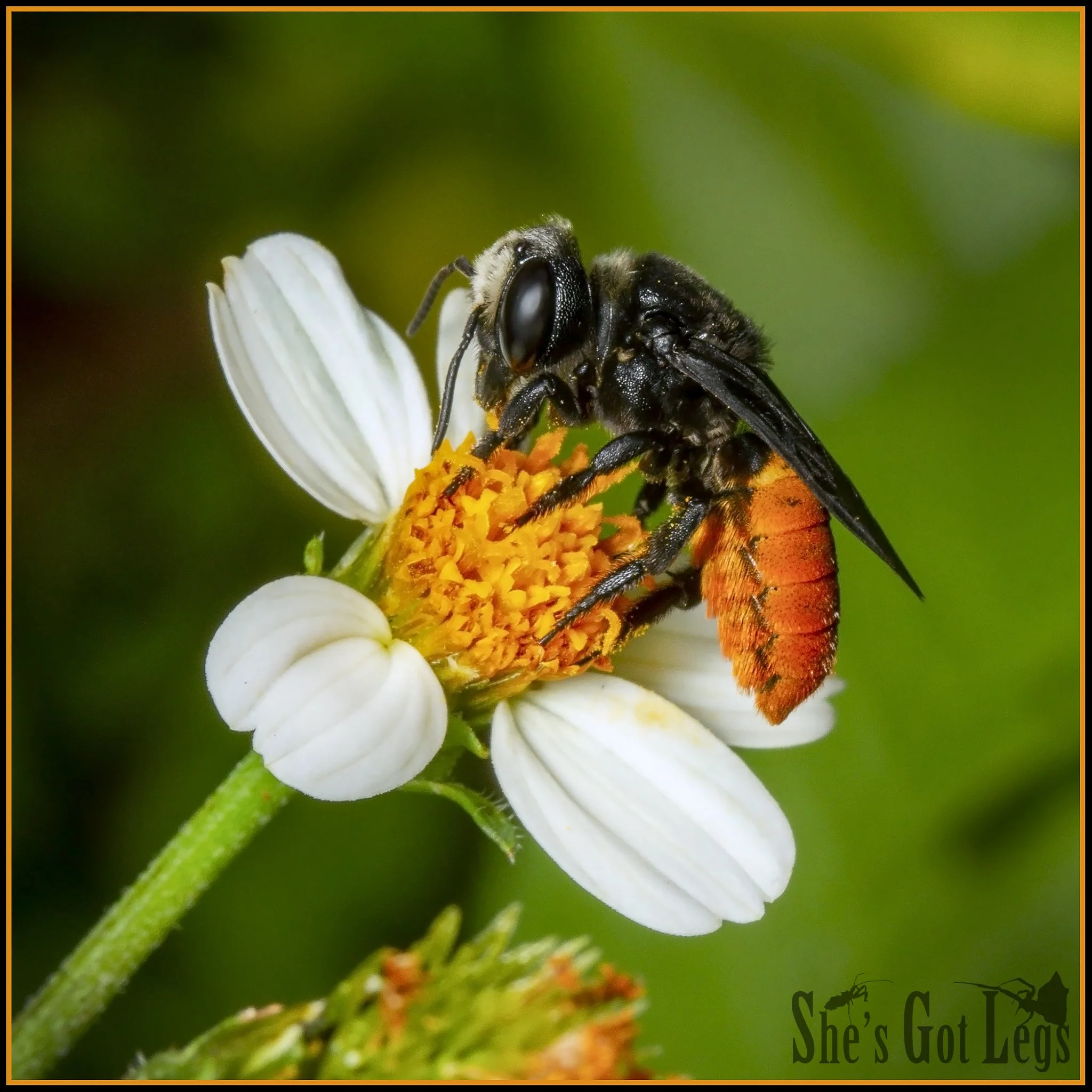 Firebee Insect Ants, bees and wasps (Hymenoptera) — Caitlin Henderson's She's Got Legs