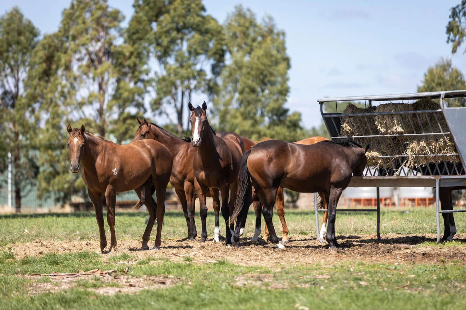 yearlings shares tasmania