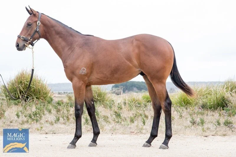 Lot 28 | War x Lustica Gelding