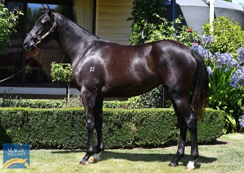 -SOLD- Lot 31 | Alpine Eagle x Marina Miss Filly