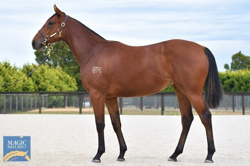 -SOLD- Lot 43 | Artie Schiller x Papiria Filly