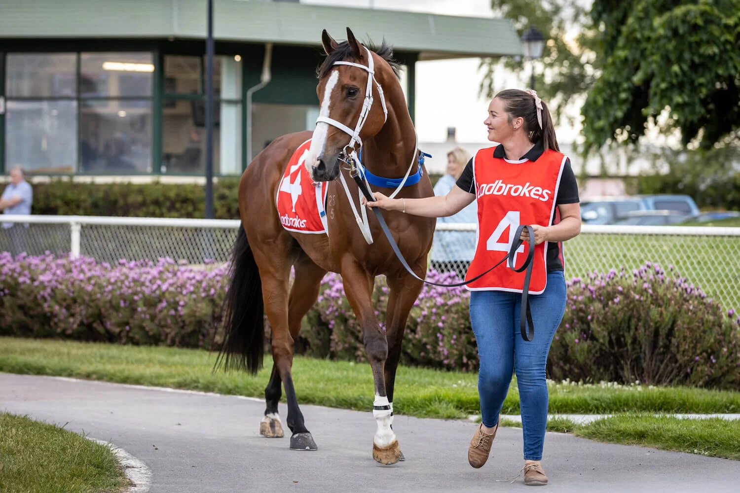 horse racing tasmania