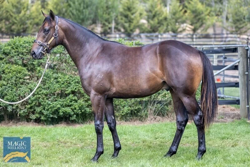 -SOLD- Lot 90 | Alpine Eagle x Striking Bride Gelding