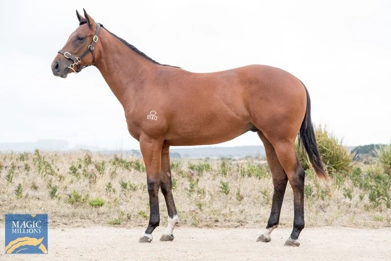 Lot 85 | War x Spanish Symphony Gelding