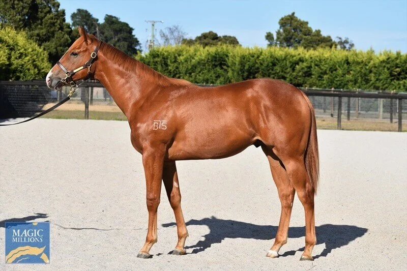 -SOLD- Lot 98 | Magnus x Titania Star Colt