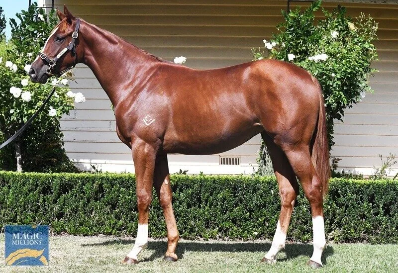 -SOLD- Lot 119 | Dissident x Benoit Filly