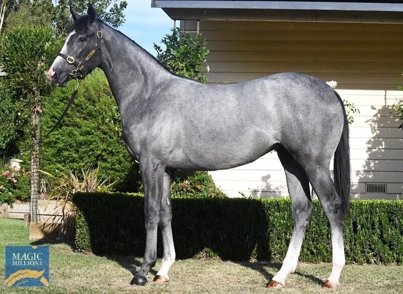 -SOLD- Lot 128 | The Factor x Champara Filly