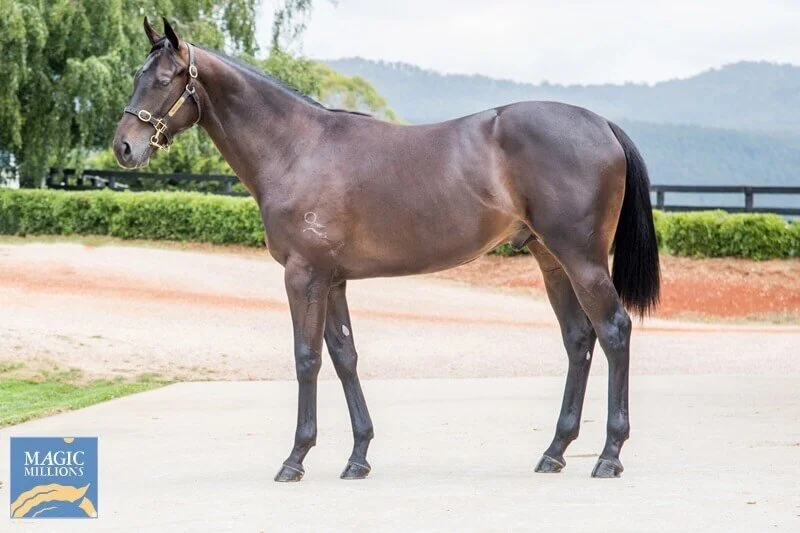 Lot 129 | Shamus Award x Charming Grace Gelding