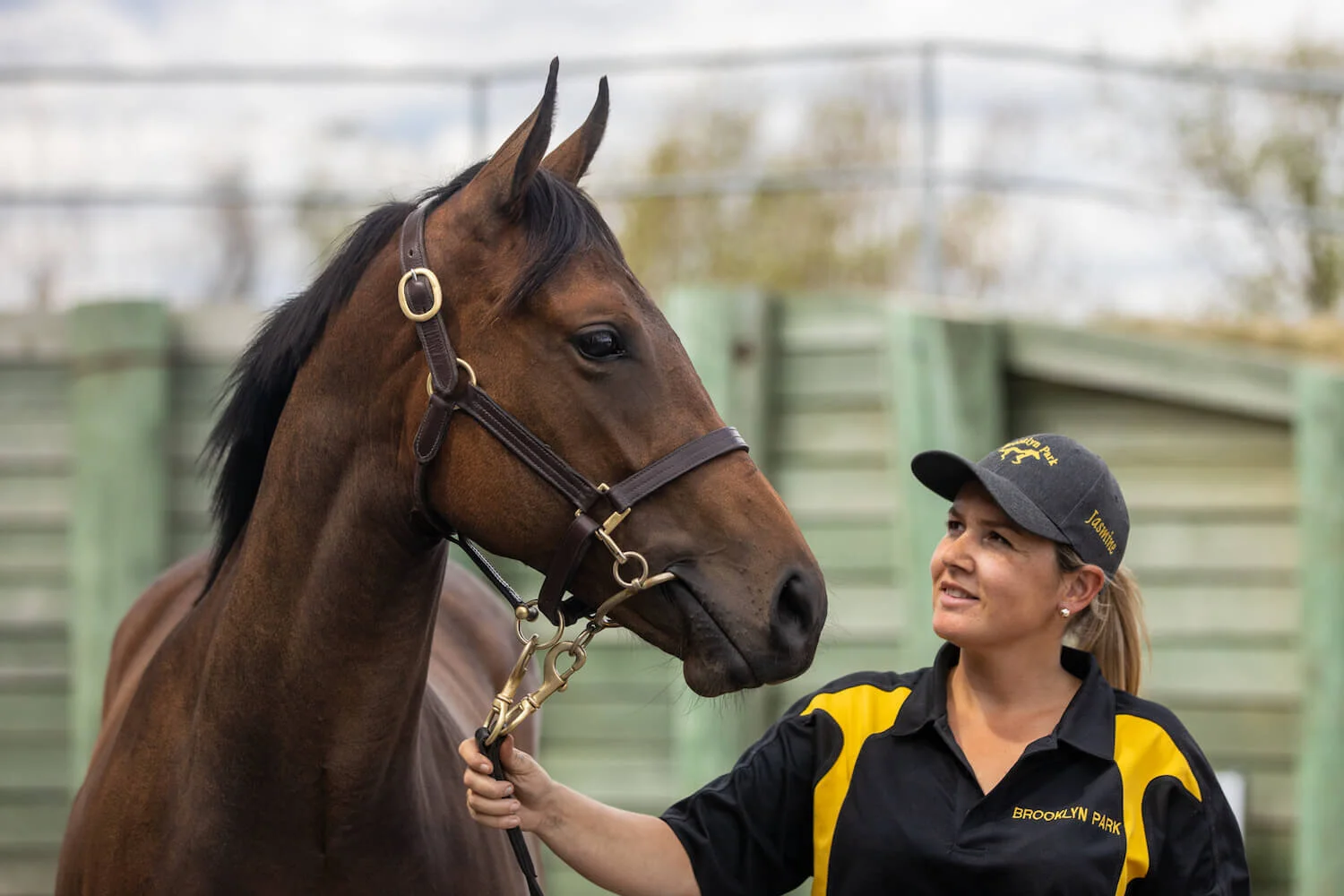 General yearling Filly  DS.jpg