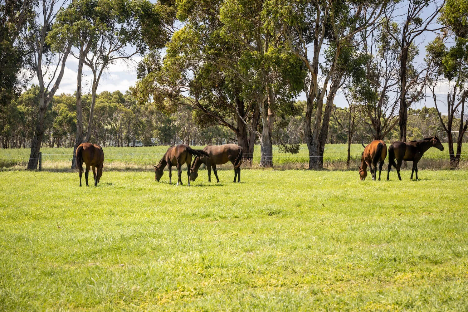 general yearling photo 2 (4).jpg