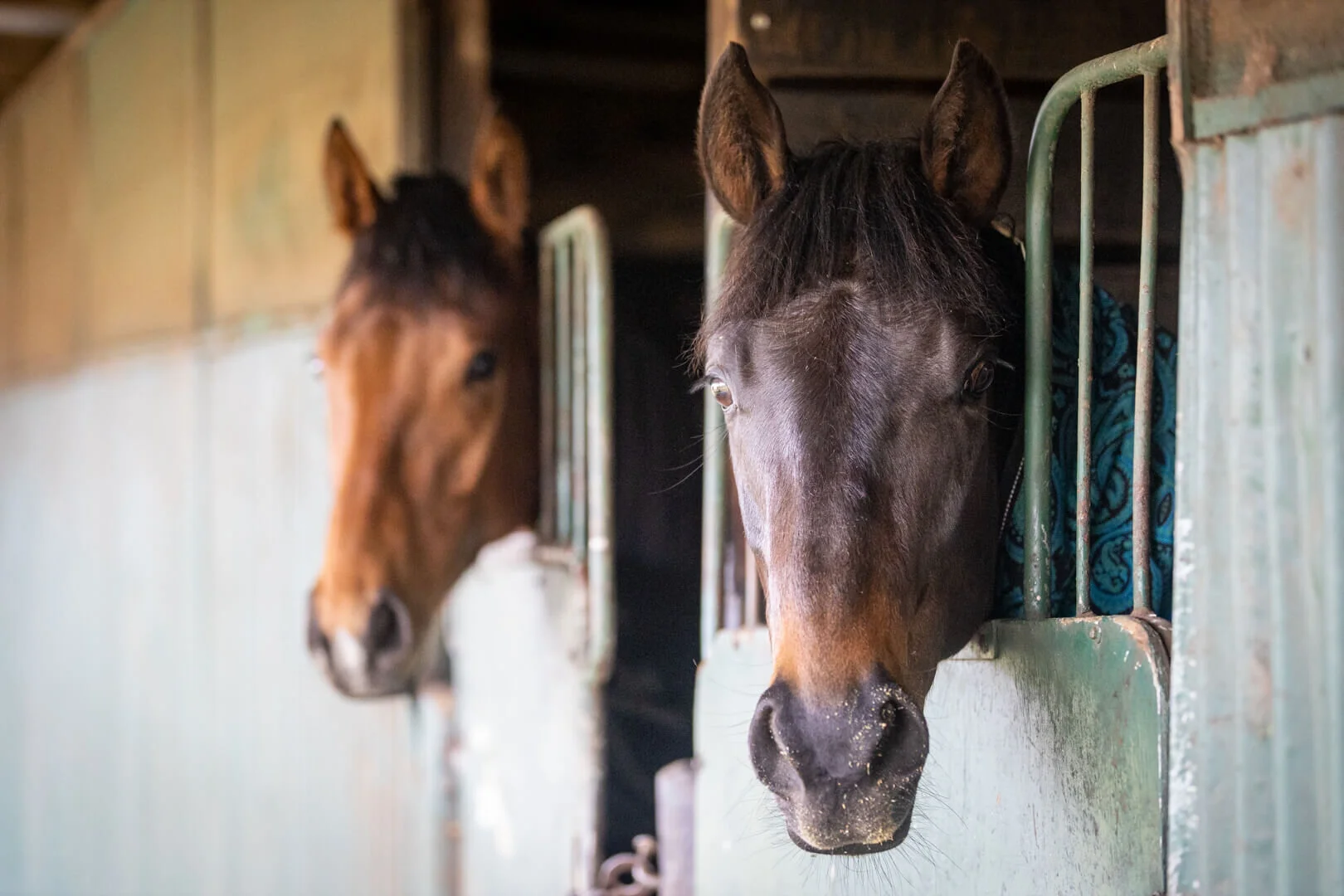 thoroughbred trainer tasmania