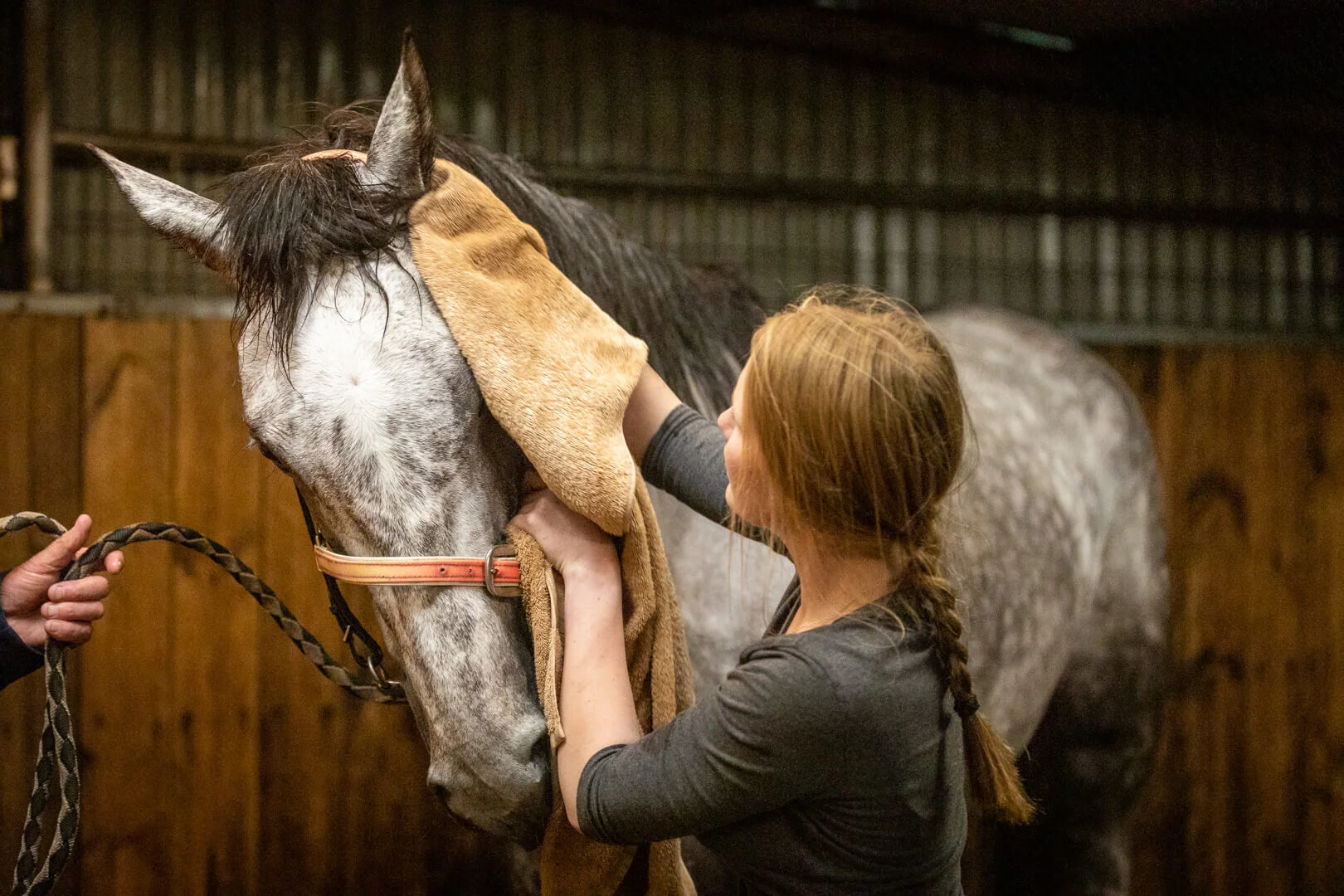 thoroughbred trainer tasmania