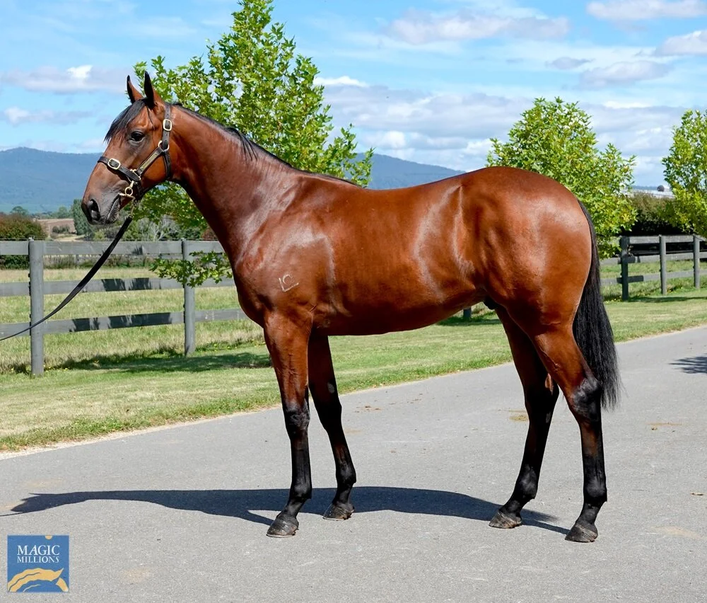 -SOLD- Lot 11 | Zululand x Montavator Colt