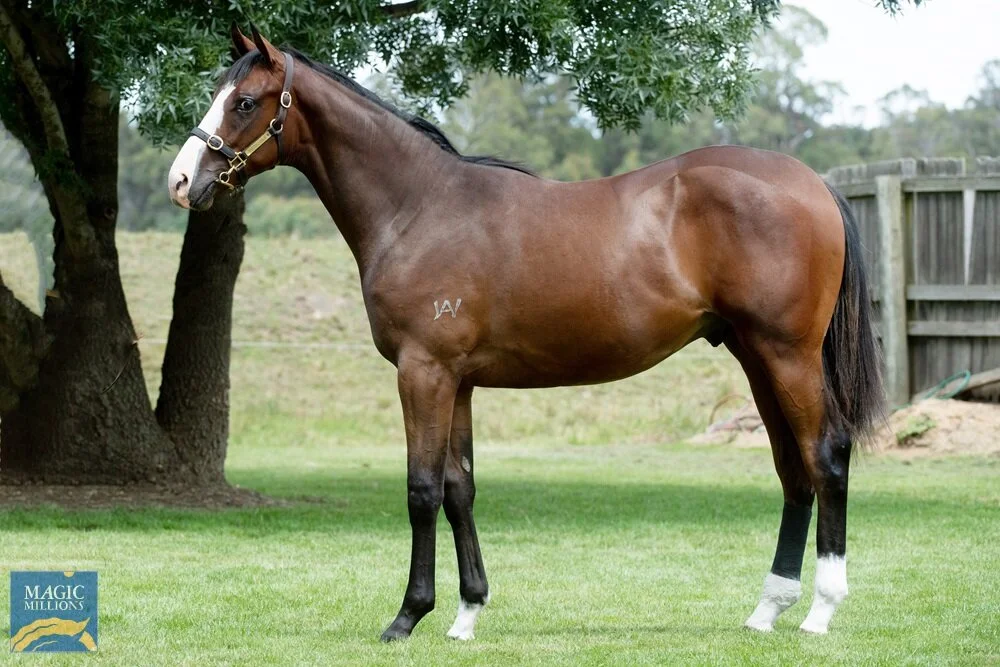 Lot 56 | Wordsmith x Splendid Thing Colt