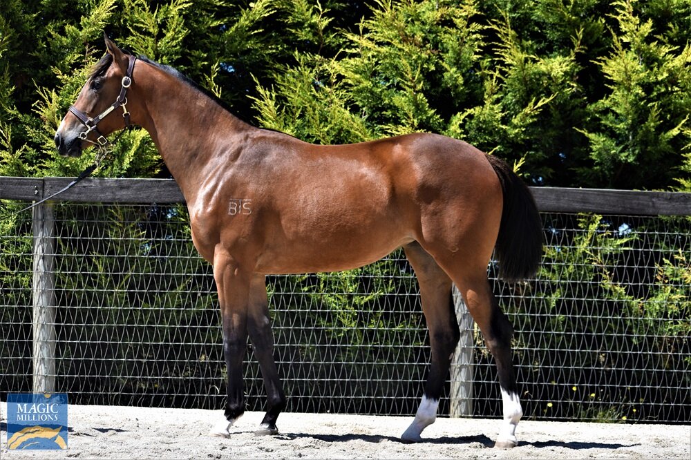 Lot 119 | Outreach x Half the Sky Filly