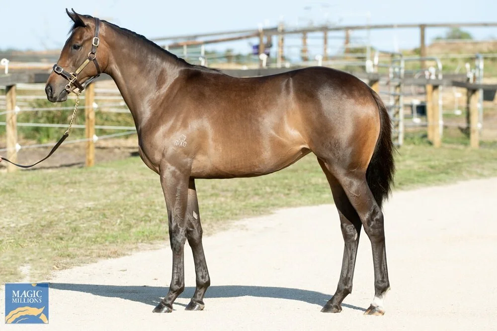 Lot 121 | Alpine Eagle x Joey Jo Jo Filly