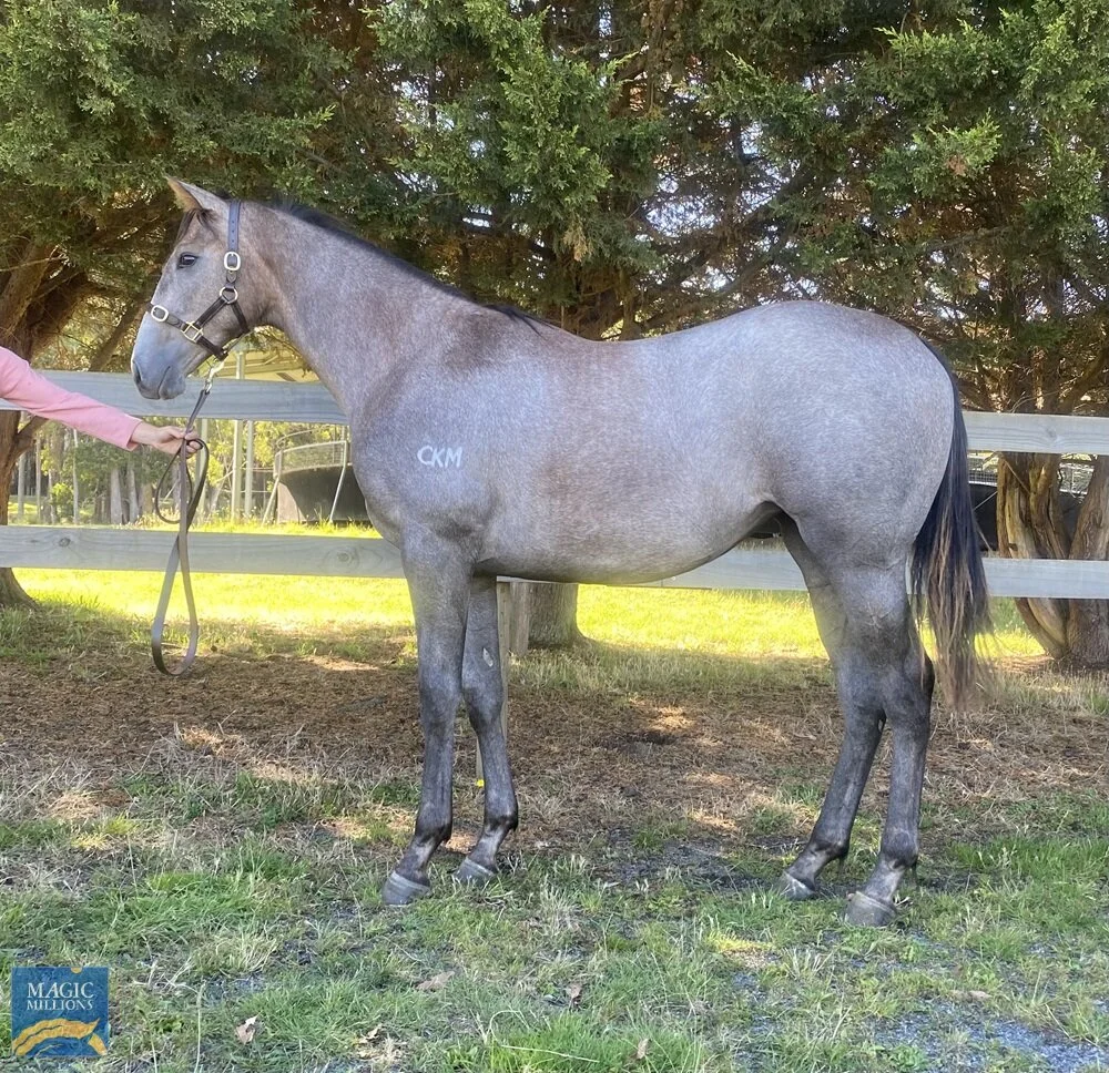 -SOLD- Lot 63 | Squamosa x Sulmita Filly