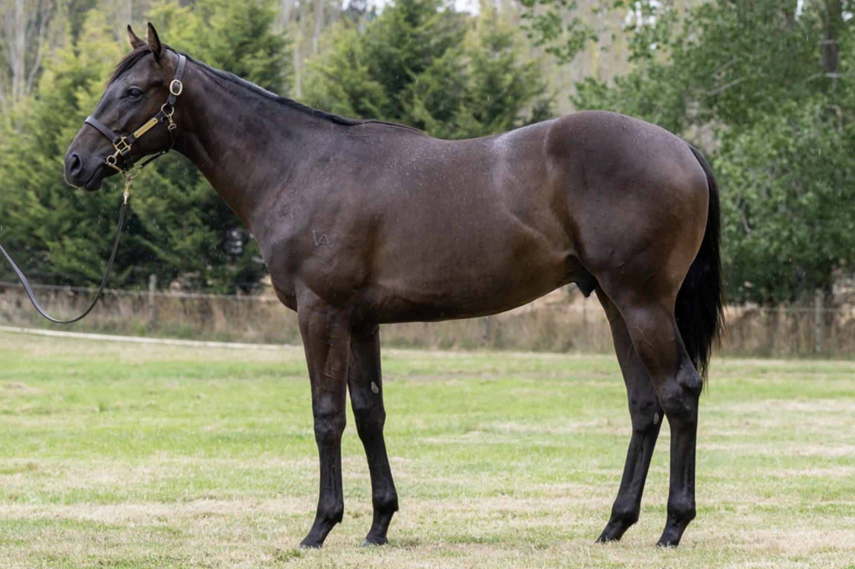 Lot 29 | ARTORIUS x PALAZZO MISS COLT