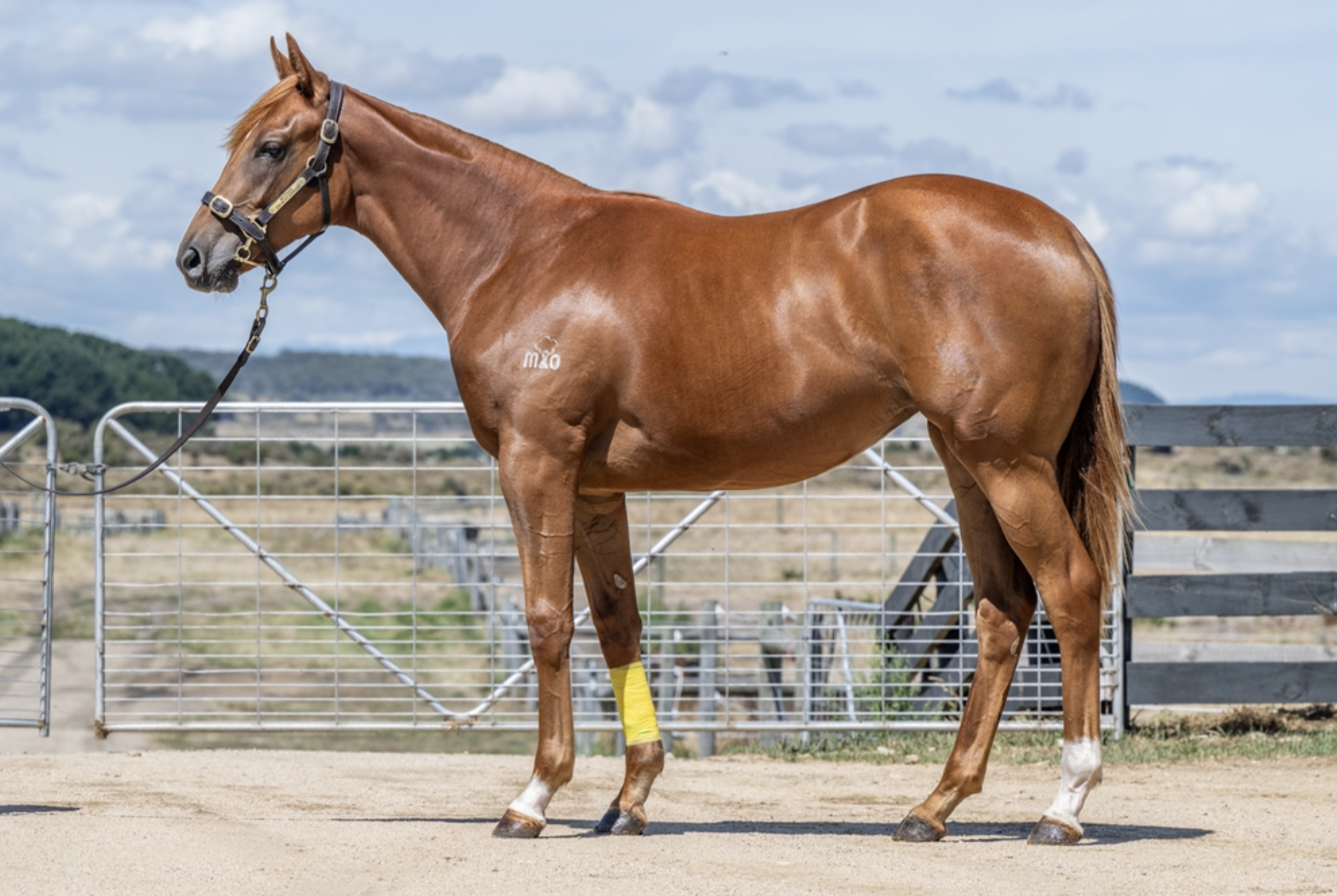 PAULELE x JUBLIANCE - 2yo FILLY