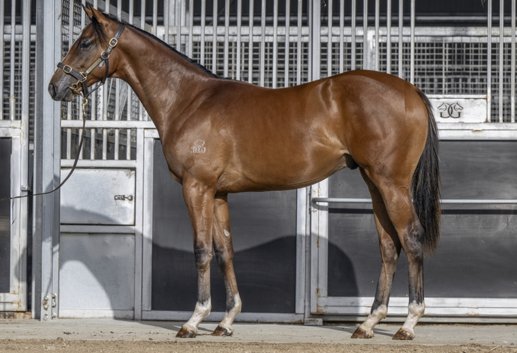DE GUALLE x OREGON DREAMER - 3yo GELDING