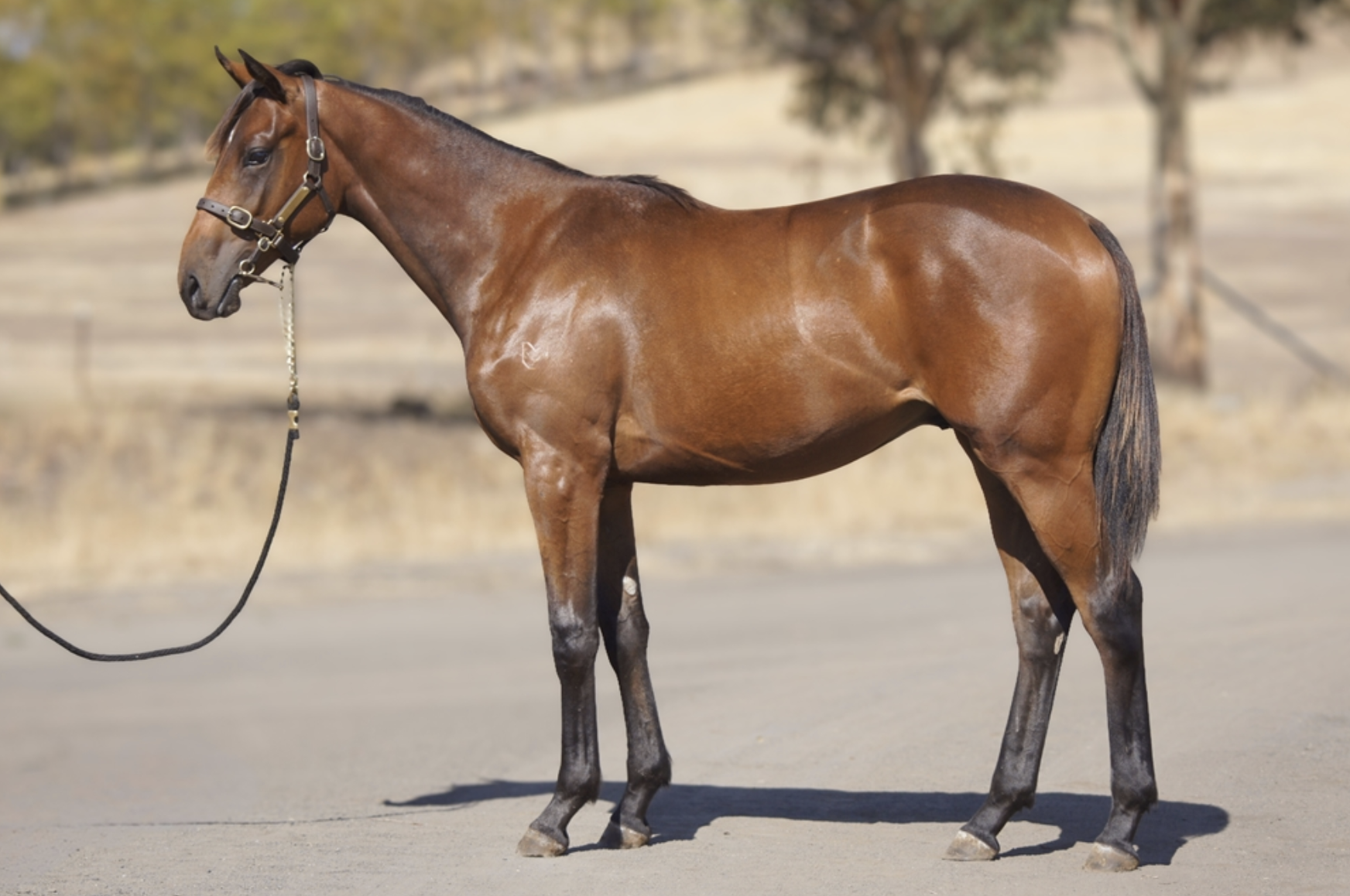 Lot 33 | LEVENDI x PHENOMENAL DANCER COLT