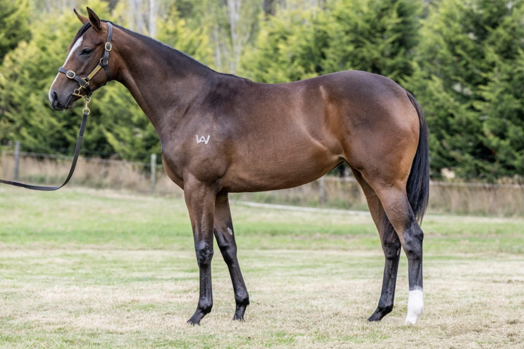 Lot 4 | ALPINE EAGLE x LA BELLA LUISA FILLY