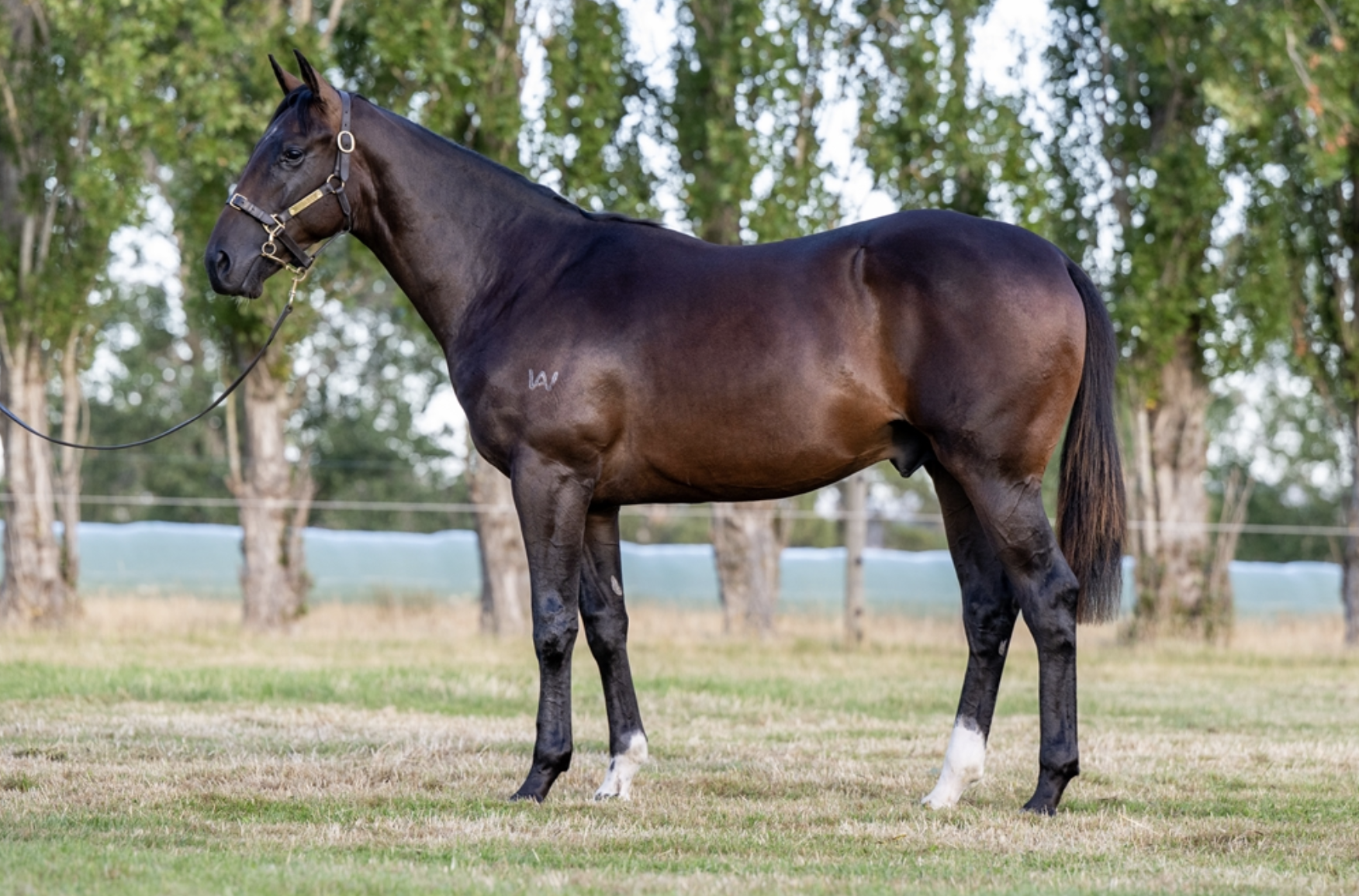 Lot 96 | STRATOSPHERE x ENDURED COLT