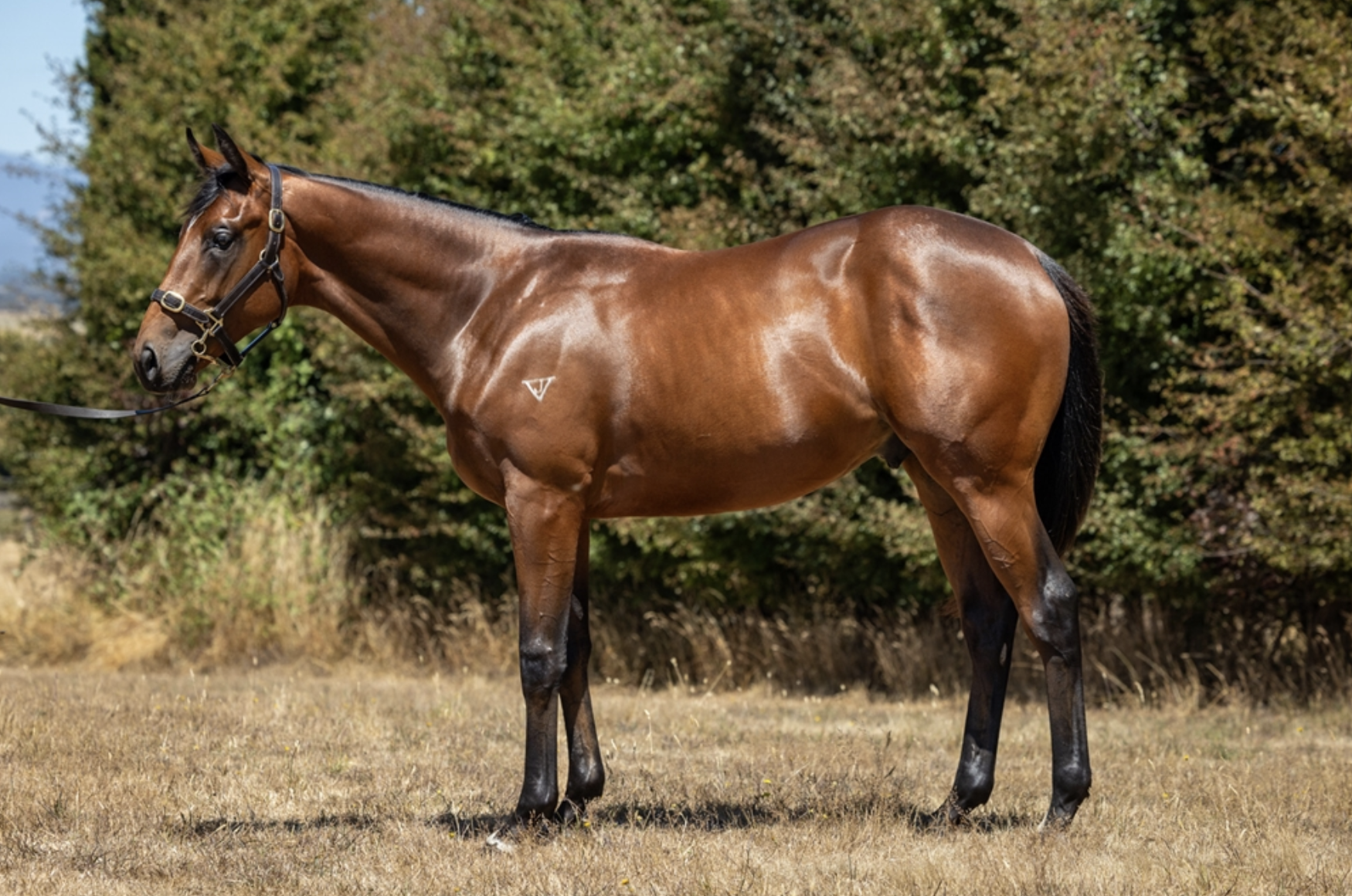 Lot 88 | VANCOUVER x DELIRIUM COLT