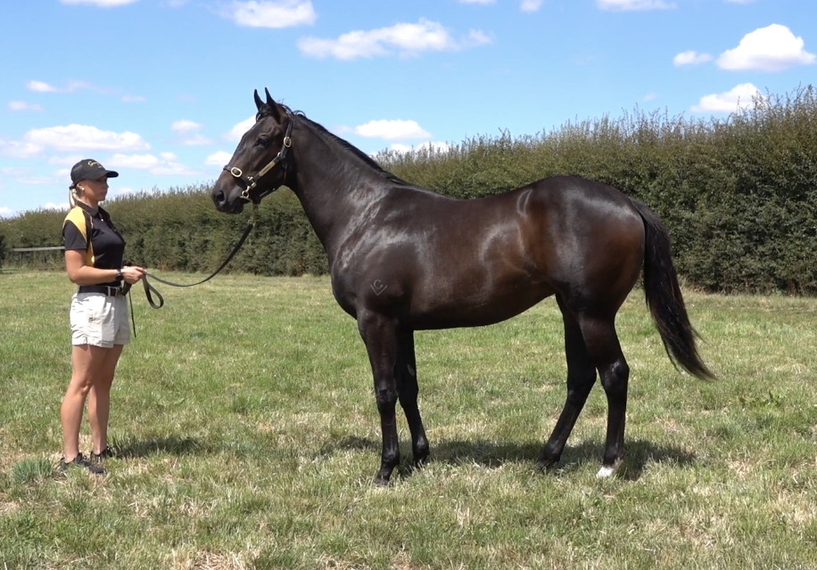 Lot 63 | STRATOSPHERE x VISIBILY FILLY