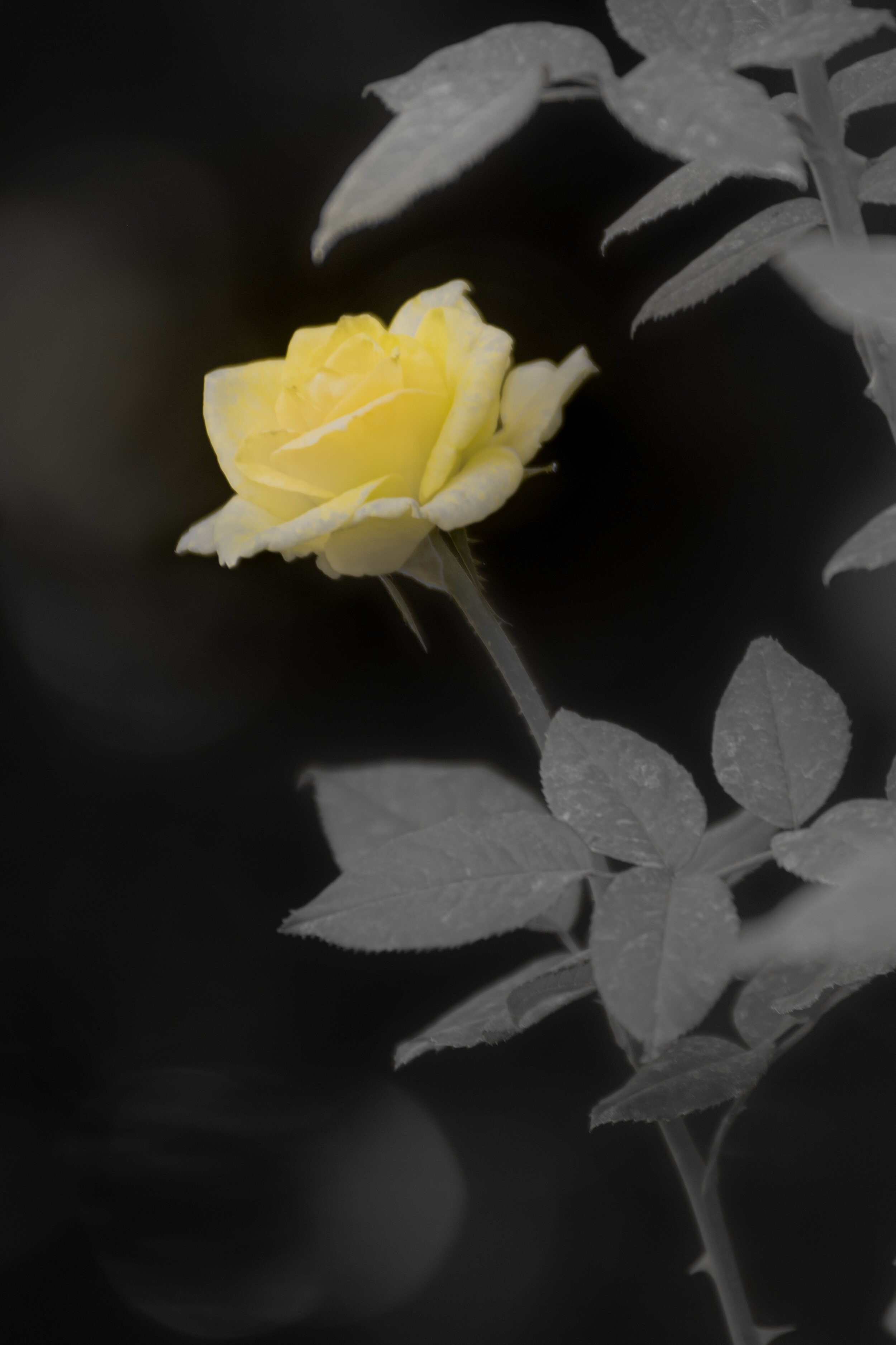 DSC_8641.jpg