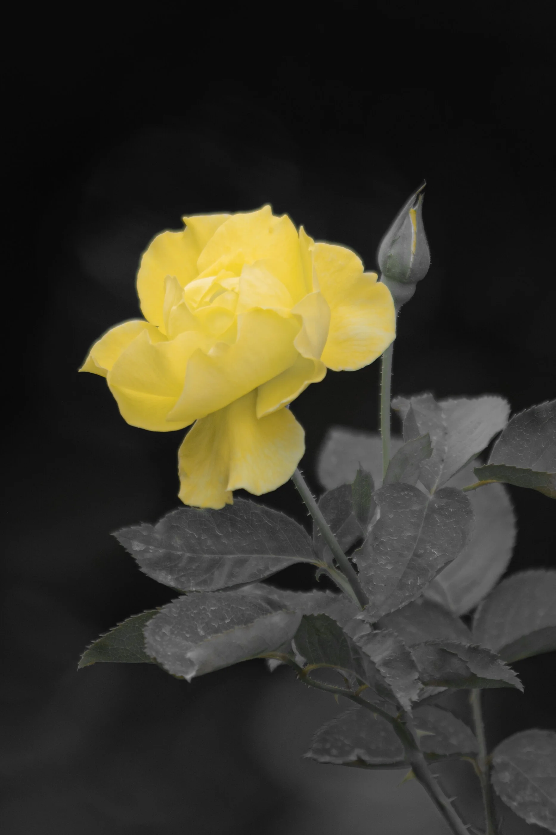 DSC_8544.jpg