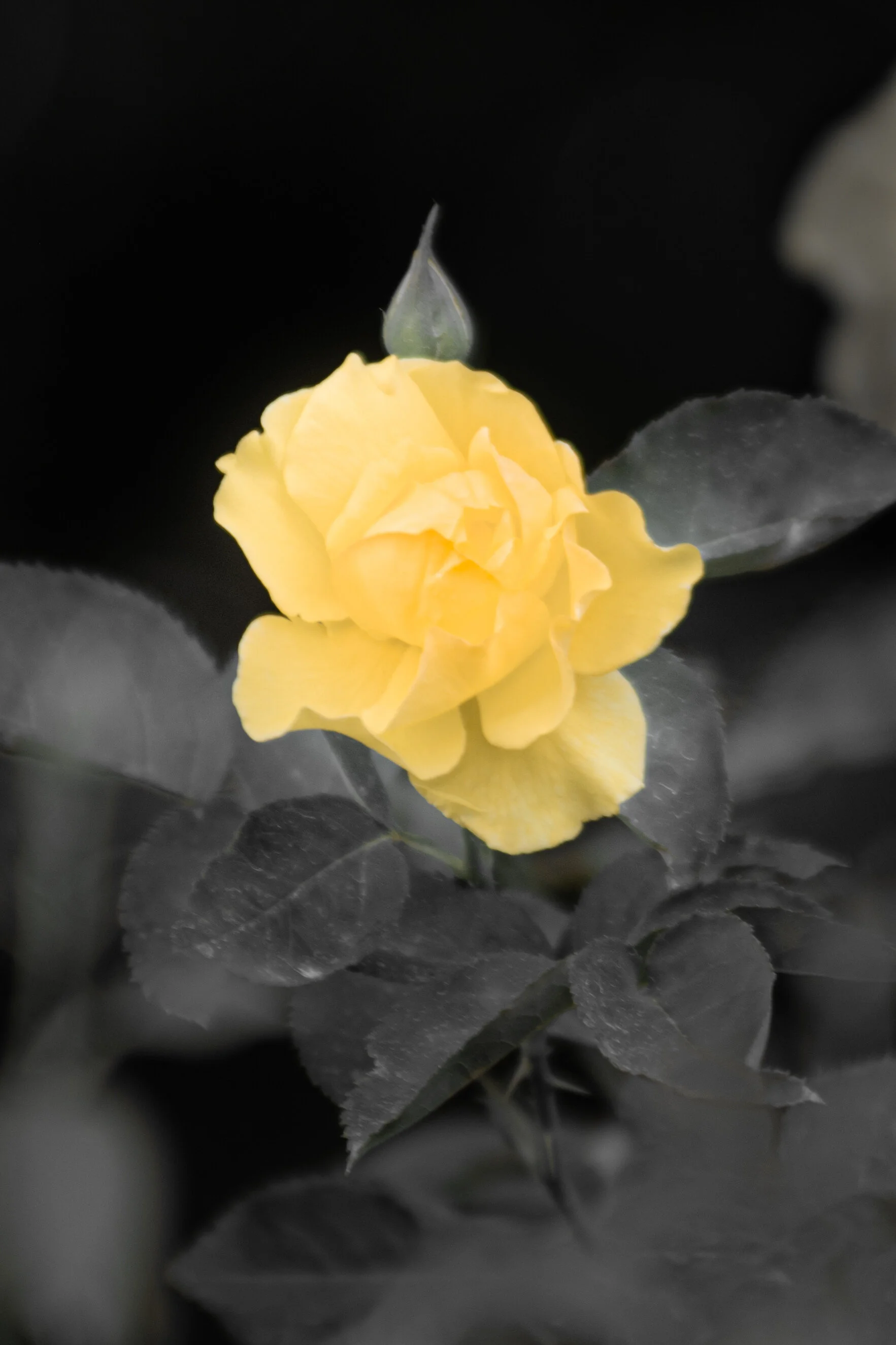 DSC_8634.jpg