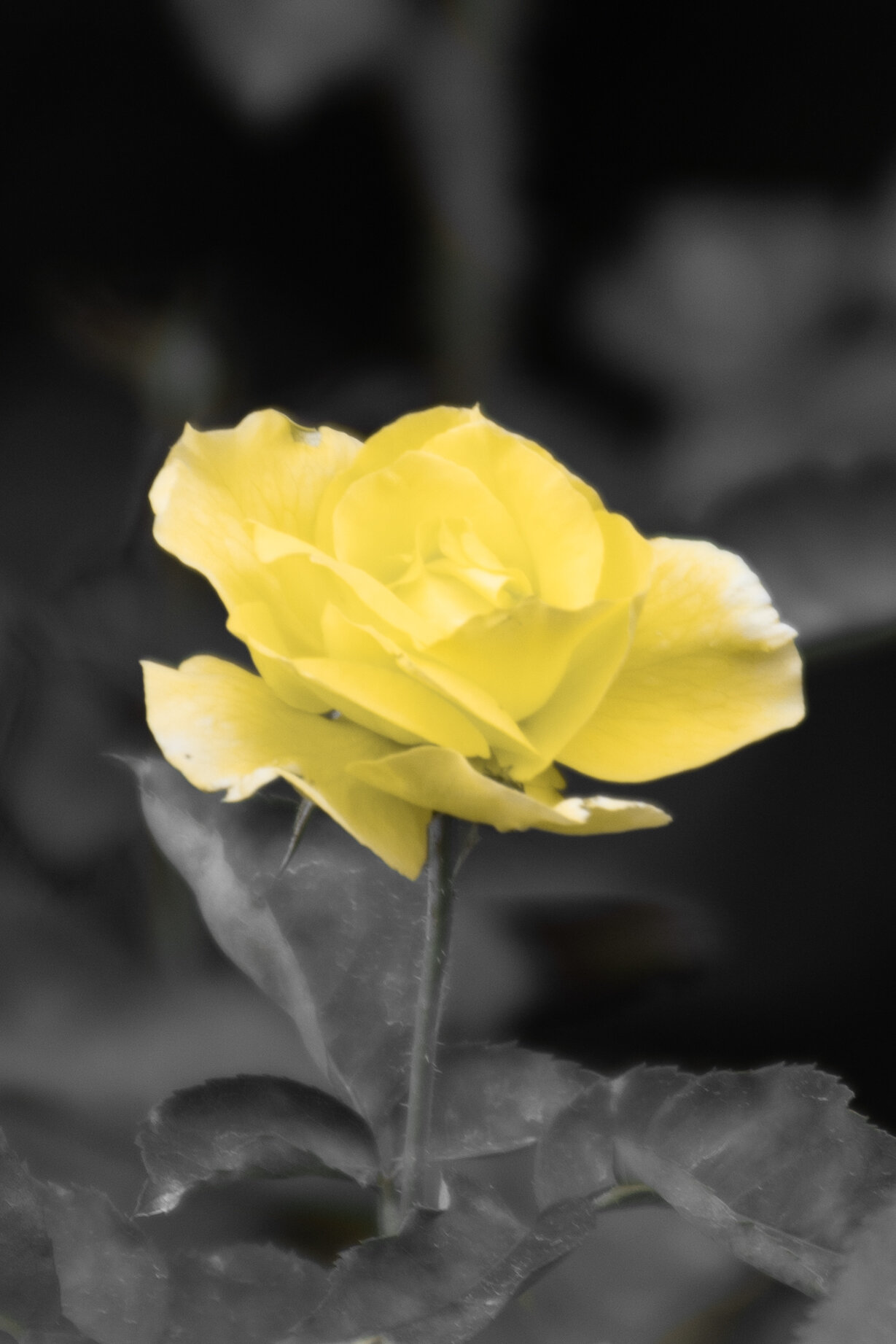 DSC_8630.jpg