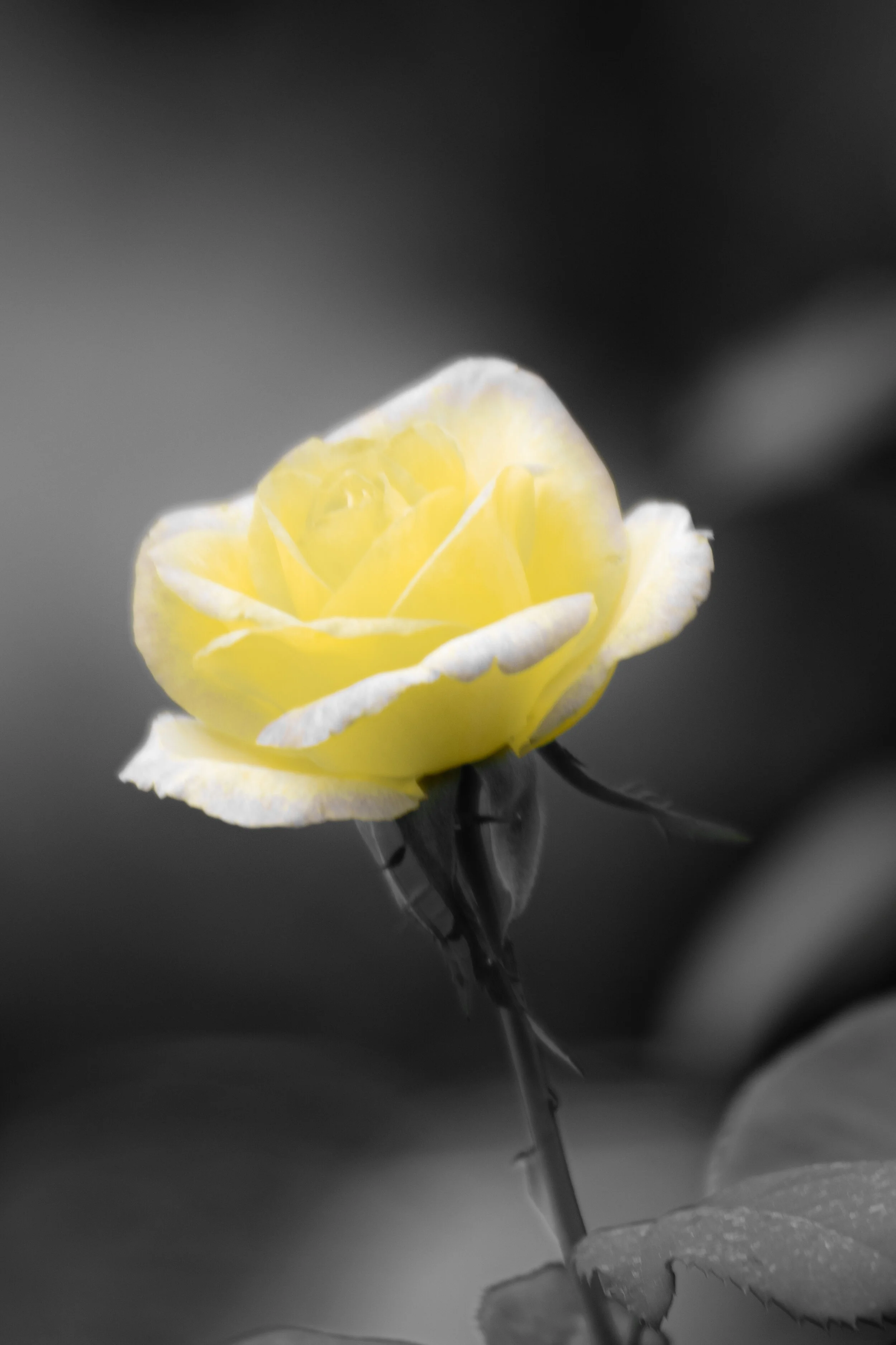DSC_8559.jpg