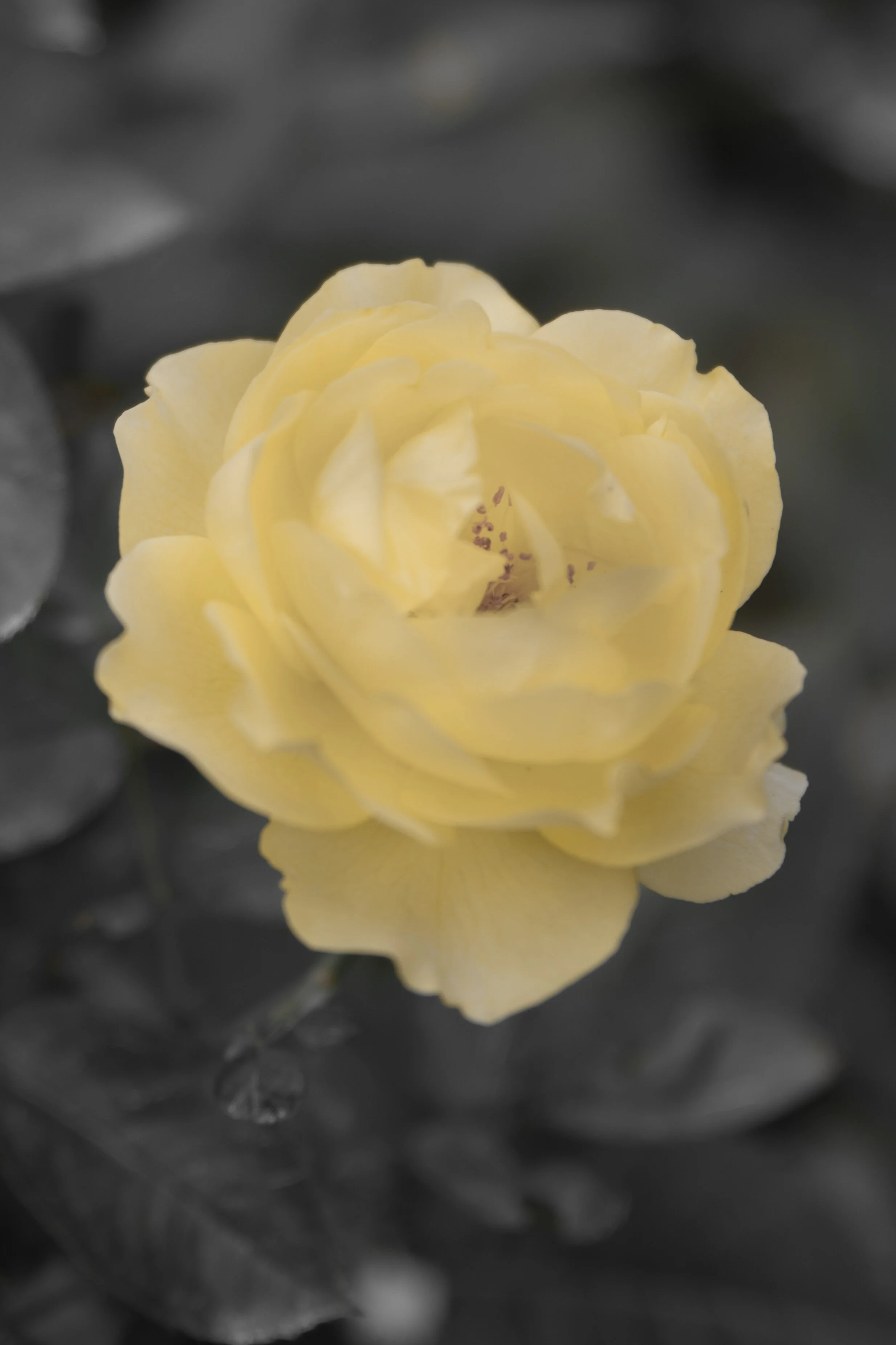 DSC_8474.jpg