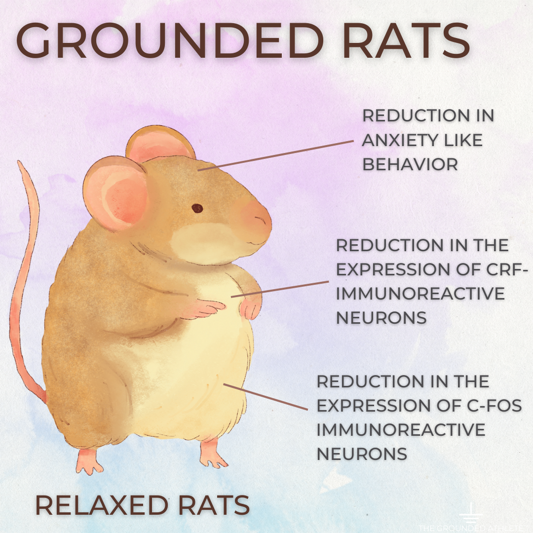 Earth & Mind Illustrations rats study.png