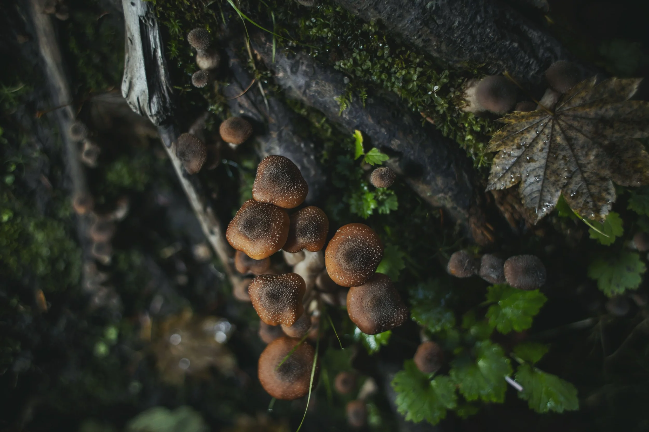 Mushroom Cluster II Print
