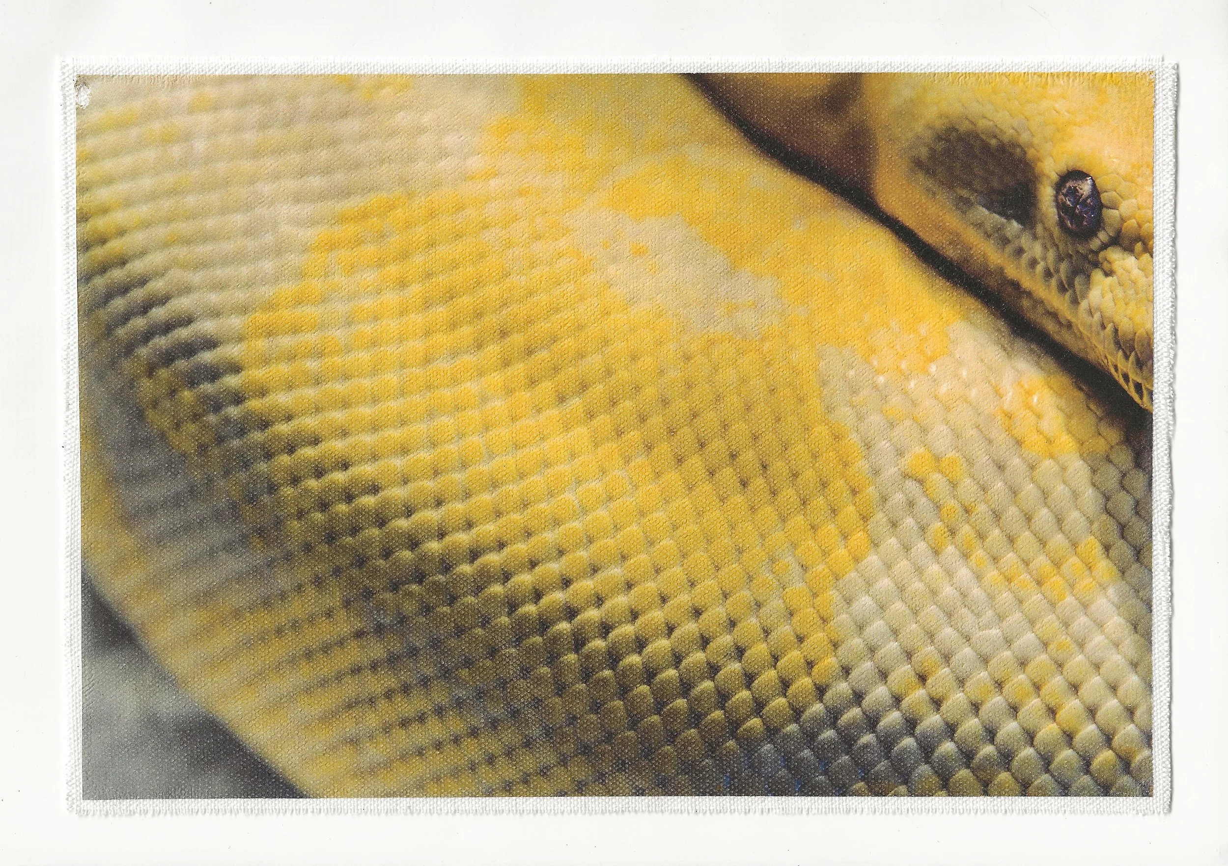 yellow snake large canvas print.jpg